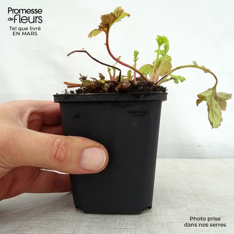 Spécimen de Geum Eos - Benoîte à feuillage doré et fleurs orange vif Godet de 8/9 cm tel que livré au printemps