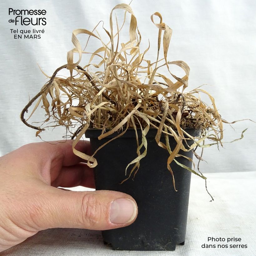 Spécimen de Geum Feuerball - Benoîte rouge-orangé  Godet de 8/9 cm tel que livré au printemps