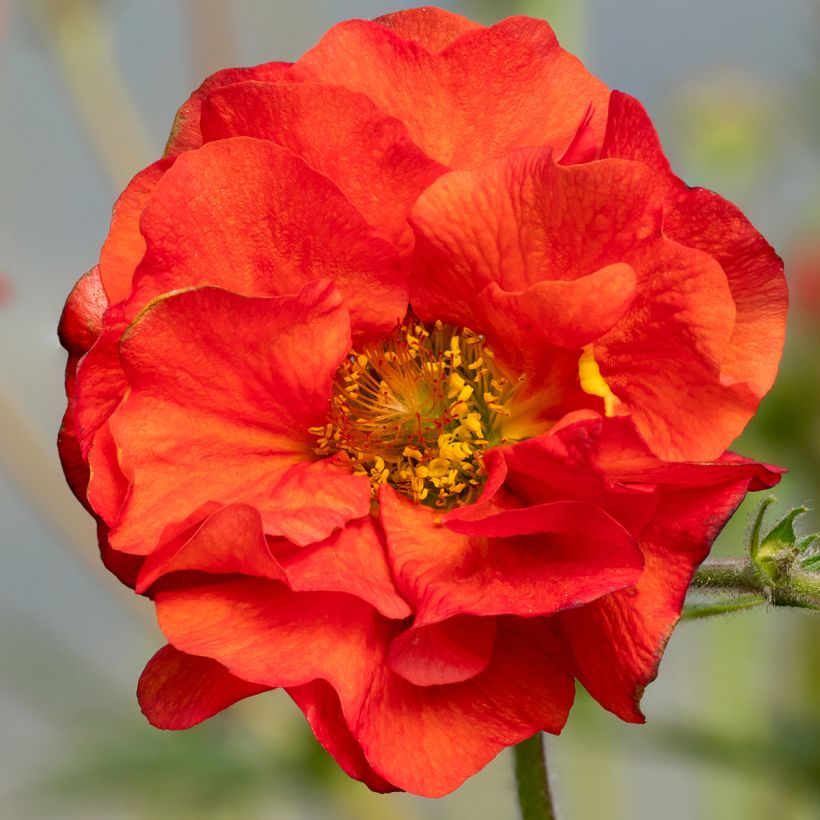 Geum Fiery Tempest - Benoîte hybride (Floraison)