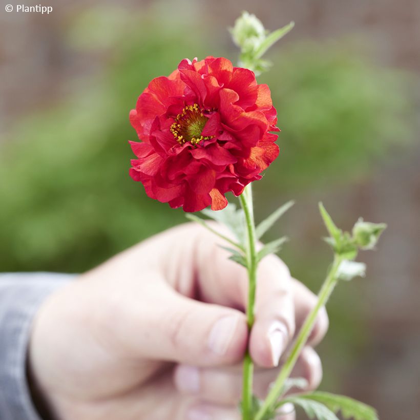 Geum Firestarter - Benoîte hybride (Flowering)