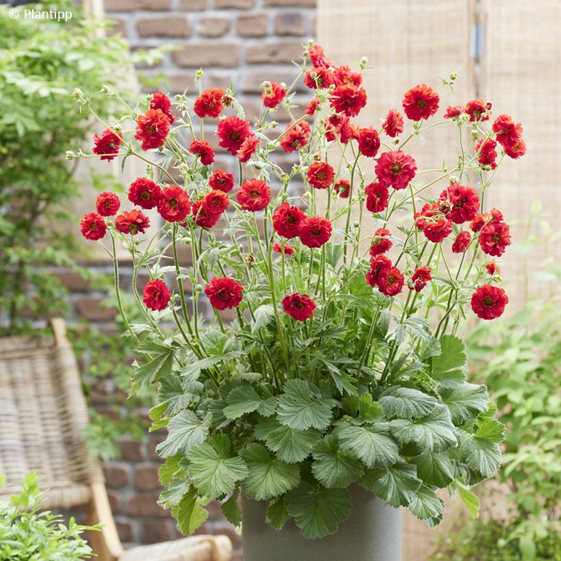 Geum Firestarter - Benoîte hybride (Plant habit)