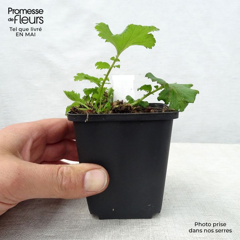 Example of Geum Flames of Passion - Benoîte rose teintée de rouge Godet de 8/9 cm as you get in printemps