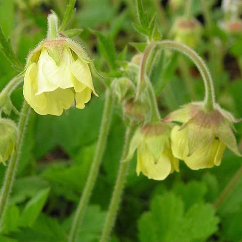 Geum Lemon Drops - Benoîte (Flowering)