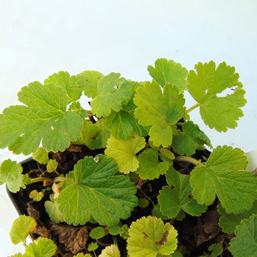 Geum Lemon Drops - Benoîte (Foliage)