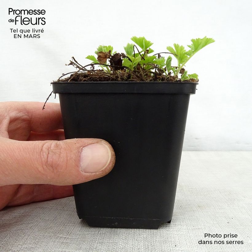 Example of Geum Lemon Drops - Benoîte Godet de 8/9 cm as you get in printemps