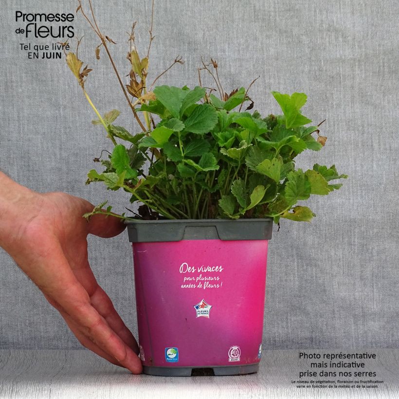 Spécimen de Geum Mai Tai - Benoîte saumon abricot  Pot de 2L/3L tel que livré en été
