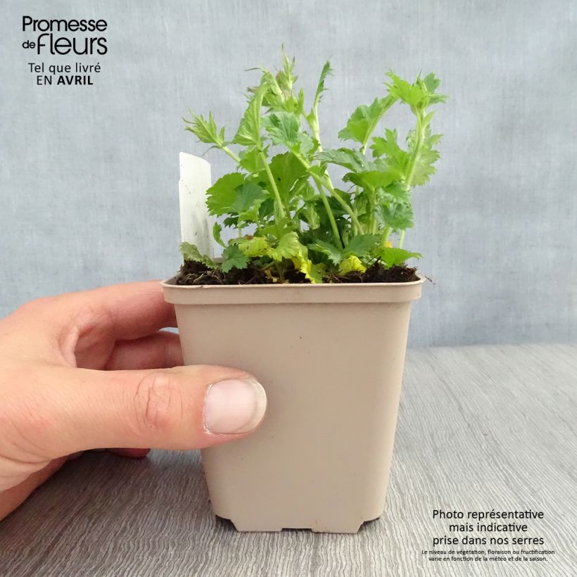 Spécimen de Geum Nonna - Benoîte Godet de 7/8 cm tel que livré au printemps