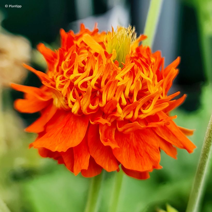 Geum Orange Pumpkin - Benoîte (Floraison)