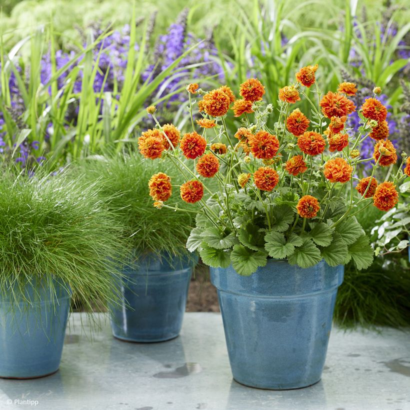 Geum Orange Pumpkin - Benoîte (Port)