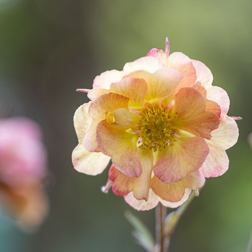 Geum Pretticoats Peach - Benoîte  (Flowering)