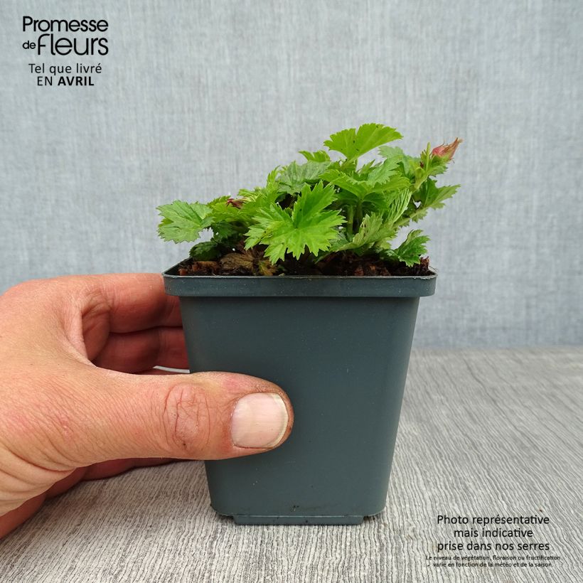 Example of Geum Pretticoats Peach - Benoîte  Godet de 8/9 cm as you get in printemps