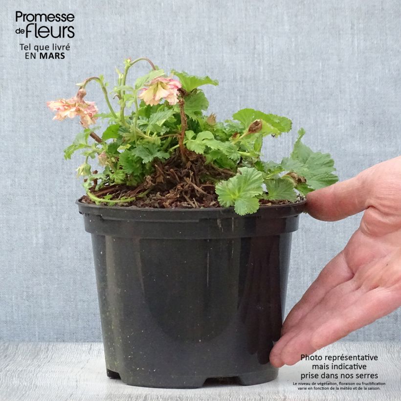 Example of Geum Pretticoats Peach - Benoîte  Pot de 2L/3L as you get in printemps