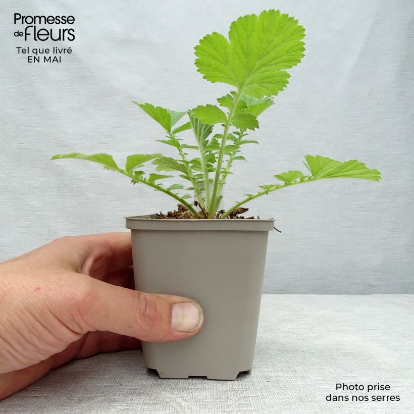 Spécimen de Geum Scarlet Tempest - Benoîte hybride Godet de 8/9 cm tel que livré au printemps