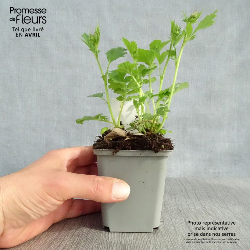 Spécimen de Geum Tempo Yellow - Benoîte Godet de 8/9 cm tel que livré au printemps