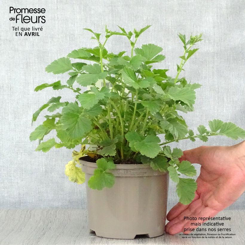 Example of Geum Totally Tangerine - Benoîte orange vif Pot de 1L/1,5L as you get in printemps