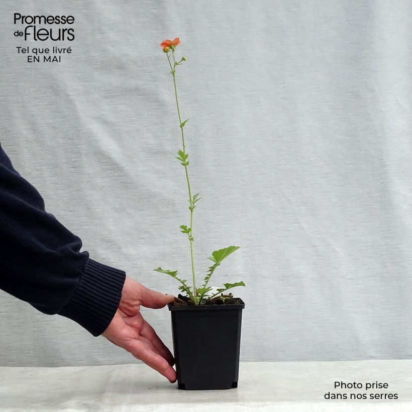 Example of Geum Totally Tangerine - Benoîte orange vif Godet de 8/9 cm as you get in printemps