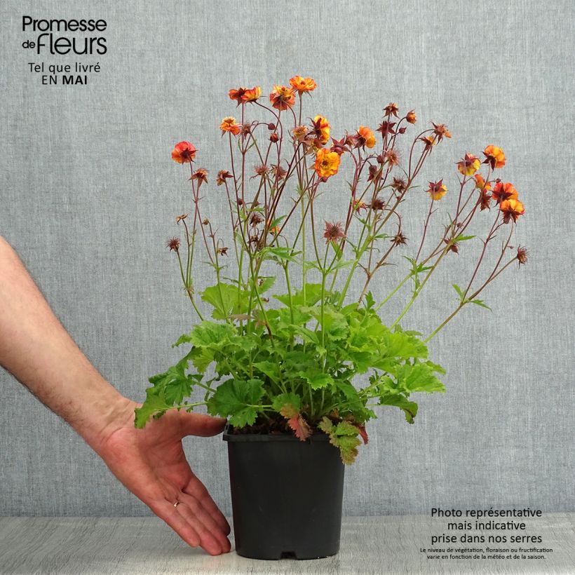 Example of Geum Tutti Frutti - Benoîte jaune orangé Pot de 2L/3L as you get in printemps