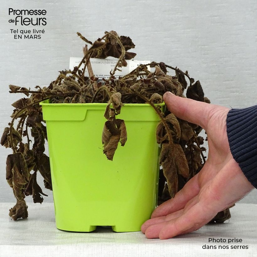 Spécimen de Geum chiloense Lady Stratheden - Benoîte Pot de 2L/3L tel que livré au printemps