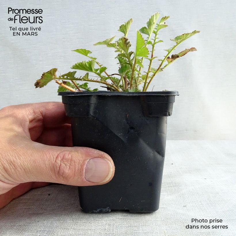 Example of Geum chiloense Mrs Bradshaw - Benoîte rouge écarlate Godet de 7/8 cm as you get in printemps