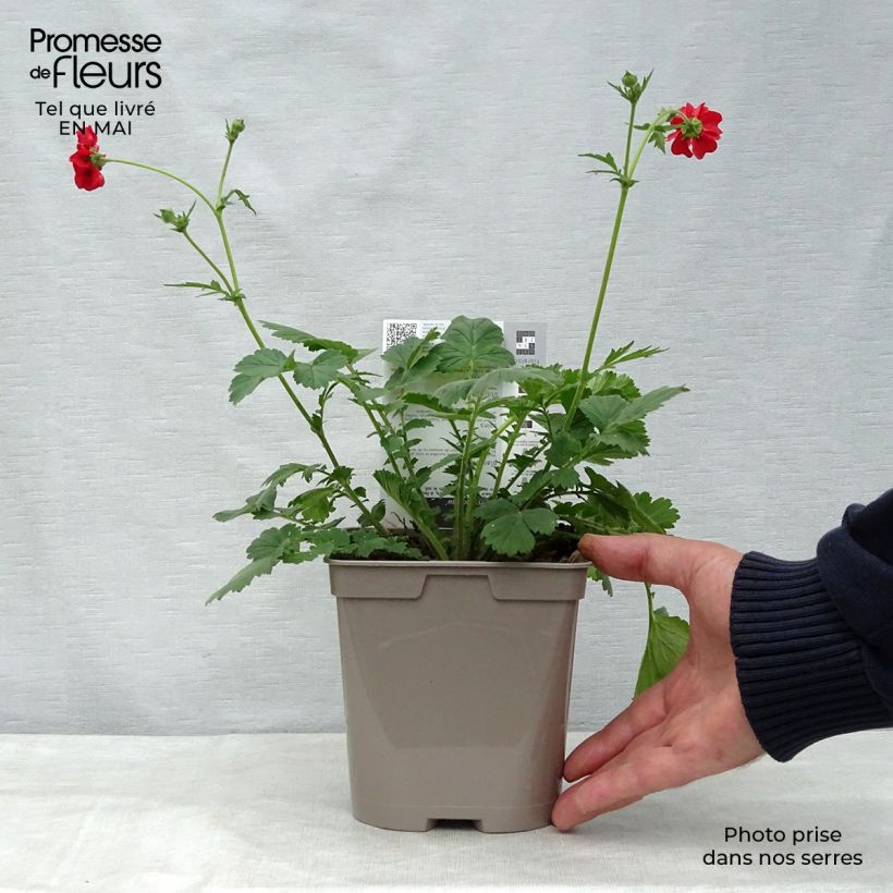 Example of Geum chiloense Mrs Bradshaw - Benoîte rouge écarlate Pot de 2L/3L as you get in printemps