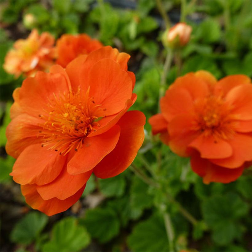 Geum coccineum Feuermeer - Benoîte orangée (Flowering)