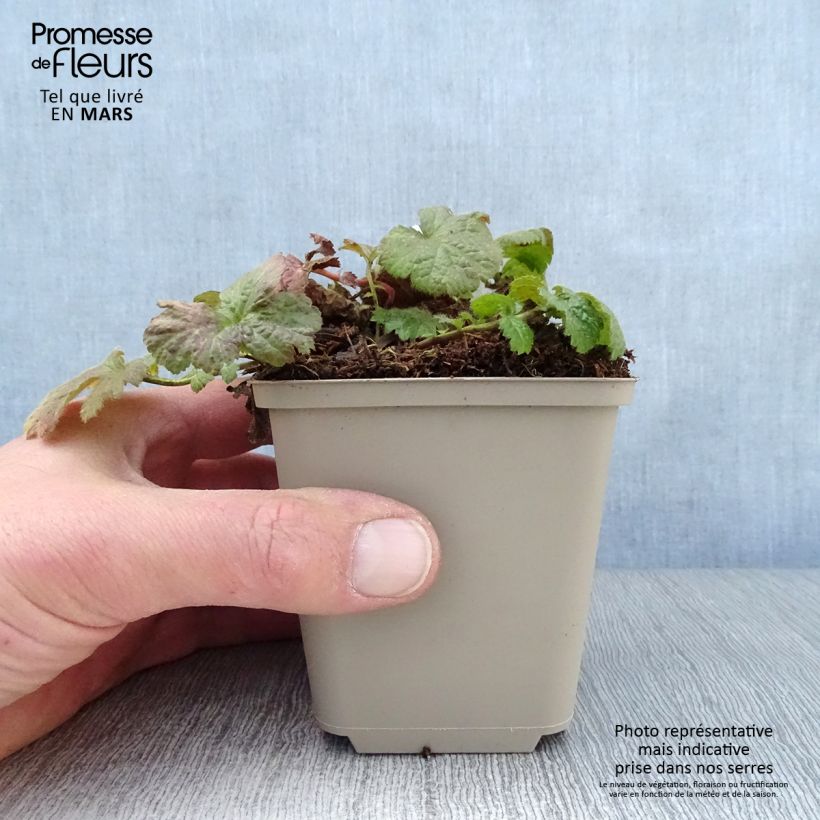 Spécimen de Geum coccineum Werner Arends - Benoîte orange  Godet de 8/9 cm tel que livré au printemps