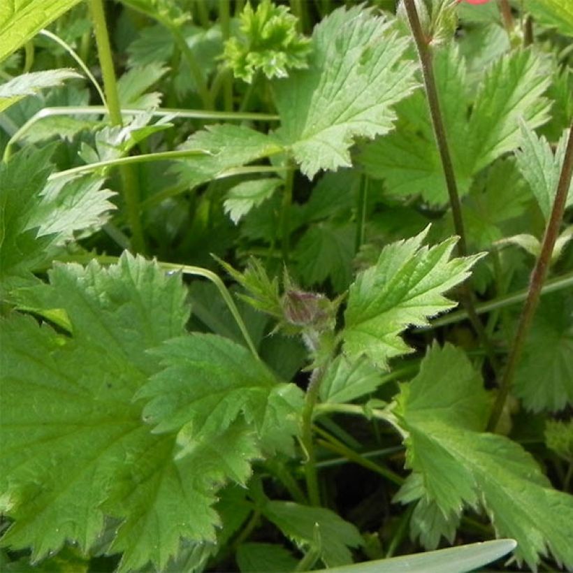 Geum rivale Leonard's Variety - Benoîte des Rives (Foliage)
