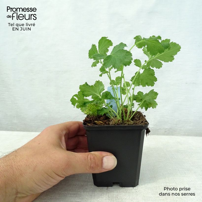 Spécimen de Geum rivale Leonard's Variety - Benoîte des Rives Godet de 7/8 cm tel que livré en été