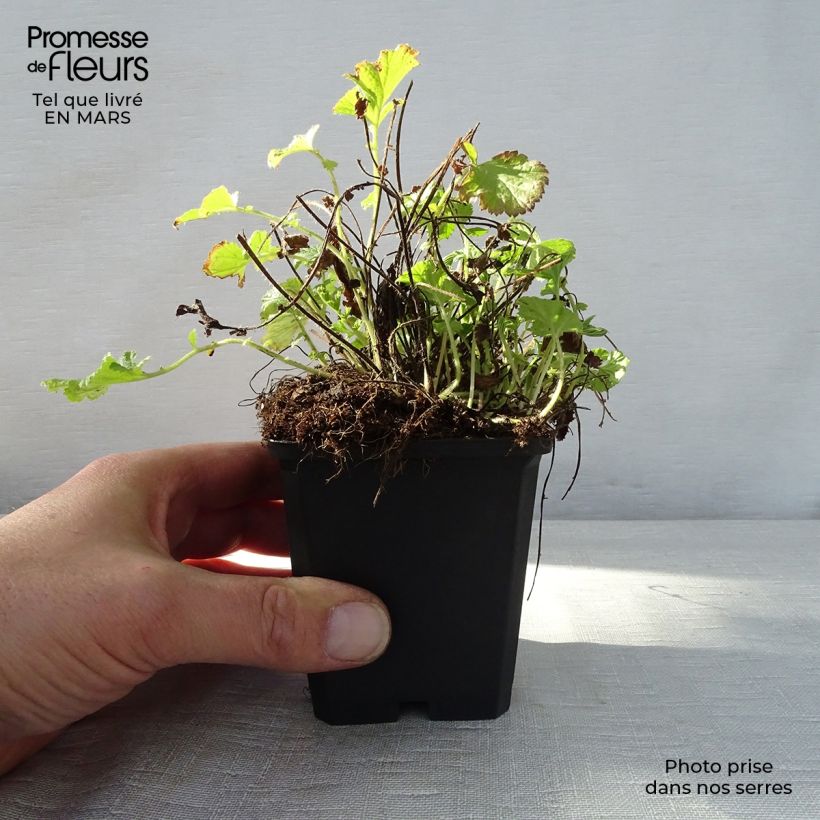 Example of Geum rivale Leonard's Variety - Benoîte des Rives Godet de 7/8 cm as you get in printemps