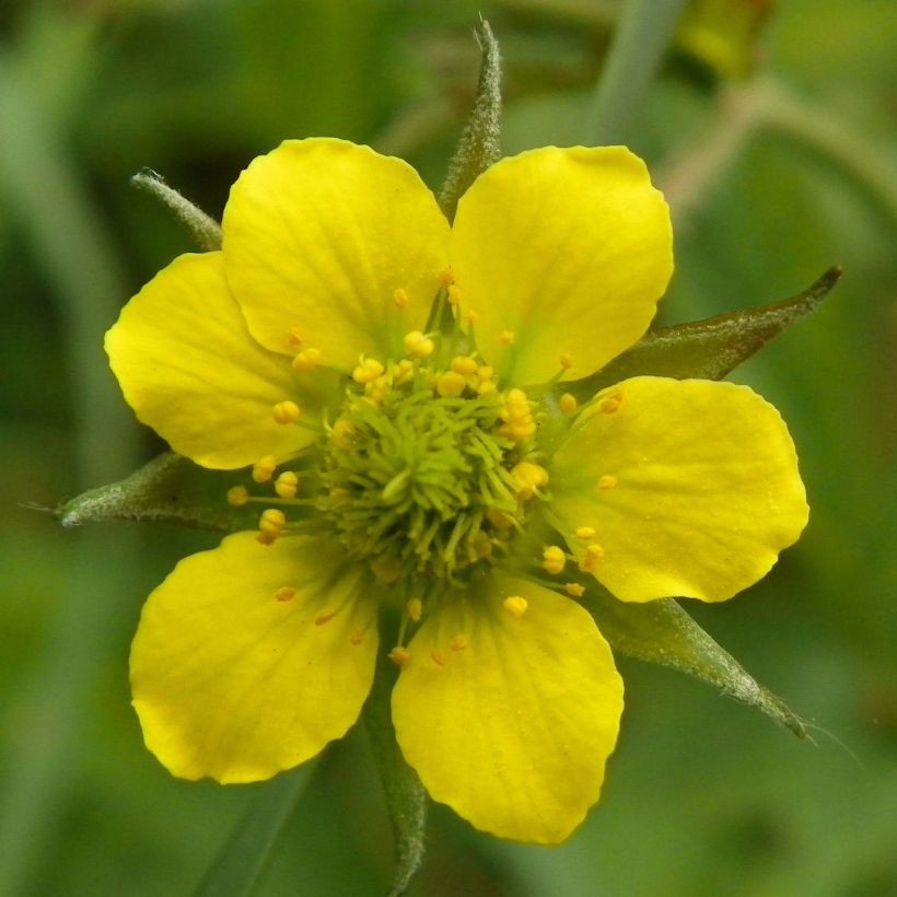 Geum urbanum - Benoîte commune. (Flowering)