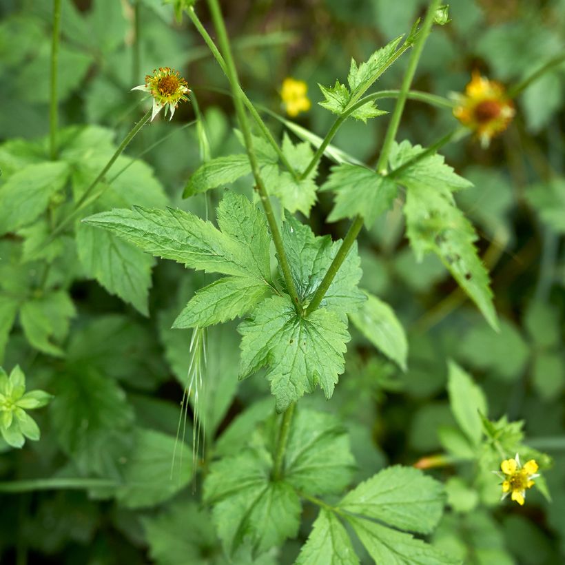Geum urbanum - Benoîte commune. (Foliage)