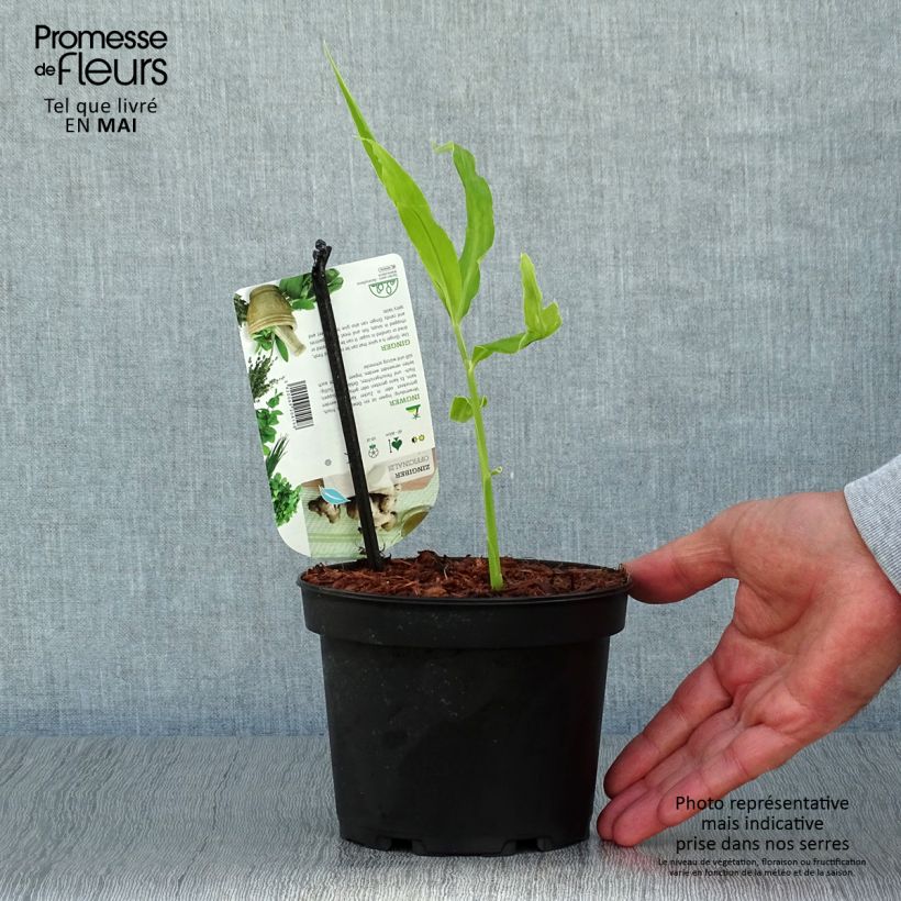 Spécimen de Gingembre - Zingiber officinale Pot de 1,5L/2L tel que livré au printemps