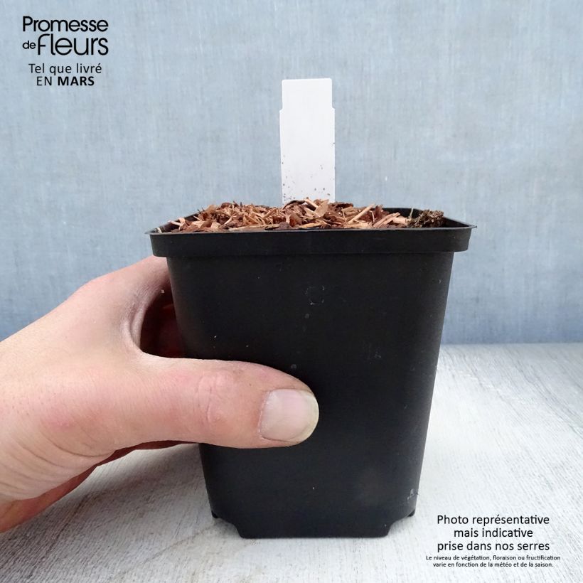 Spécimen de Gingembre japonais - Zingiber mioga Godet de 8/9 cm tel que livré au printemps