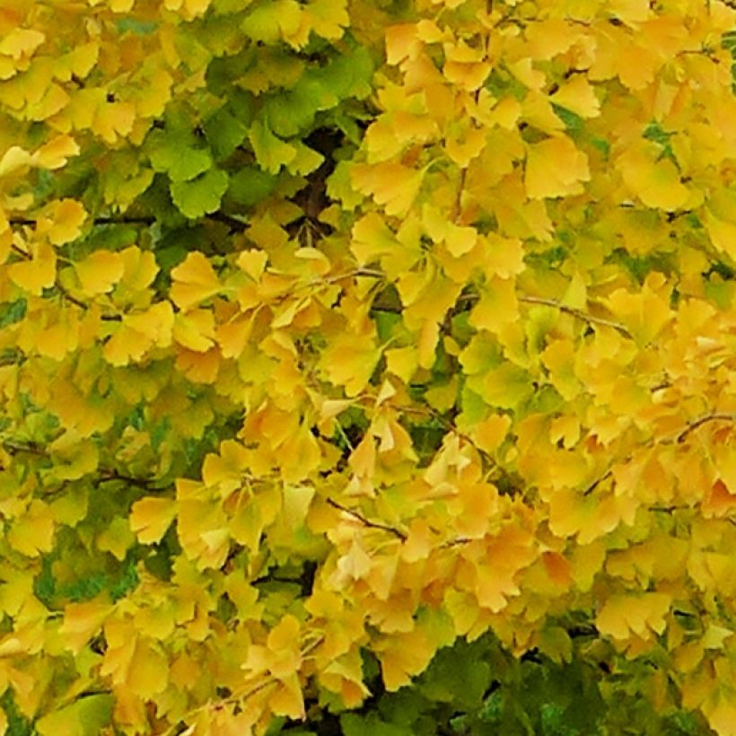 Ginkgo Biloba fastigiata Gold Flame - Arbre aux quarante écus (Feuillage)