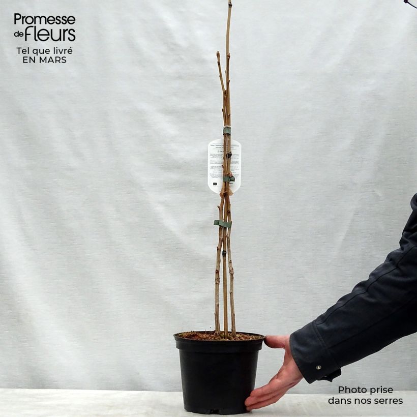 Example of Ginkgo biloba - Arbre aux quarante écus Pot de 2L/3L as you get in printemps