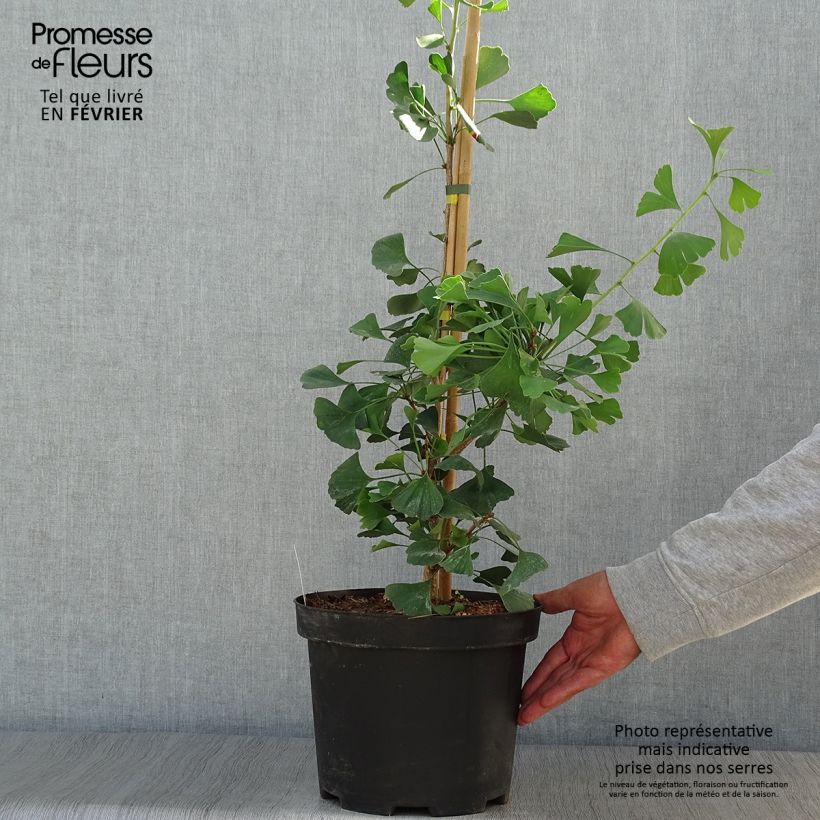 Spécimen de Ginkgo biloba Autumn Gold - Arbre aux quarante écus Pot de 6L/7L tel que livré en automne