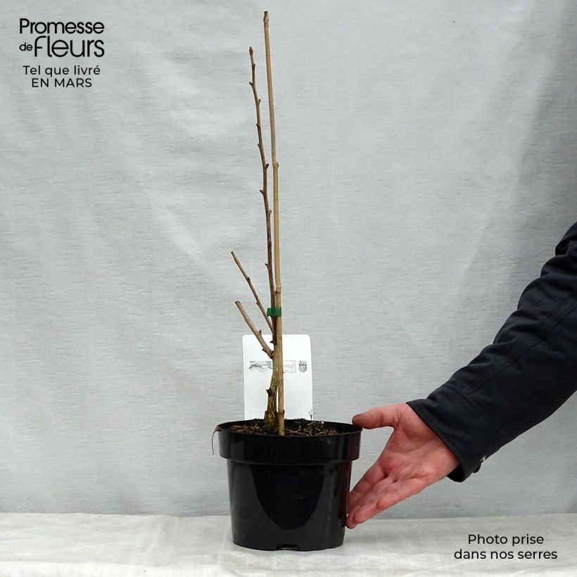 Spécimen de Ginkgo biloba Blagon - Arbre aux quarante écus  Pot de 1L/1,5L tel que livré au printemps