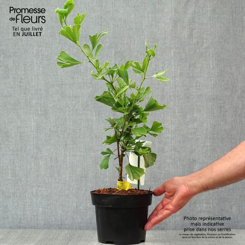 Spécimen de Ginkgo biloba Blagon - Arbre aux quarante écus  Pot de 1L/1,5L tel que livré en été