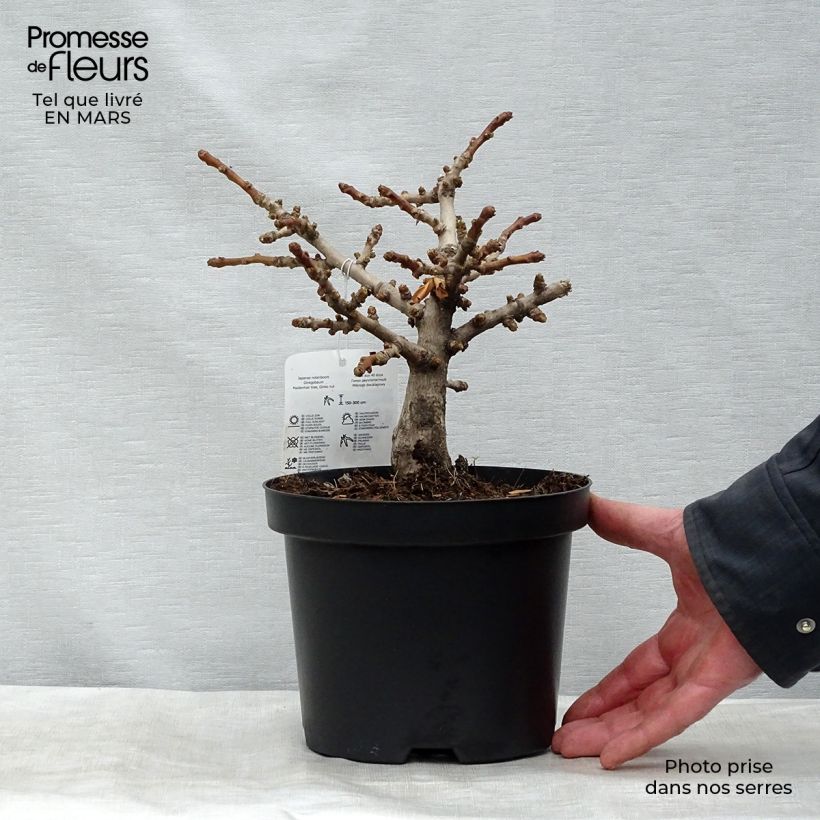 Spécimen de Ginkgo biloba Mariken - Arbre aux quarante écus nain Pot de 2L/3L, Buisson, Touffe tel que livré au printemps
