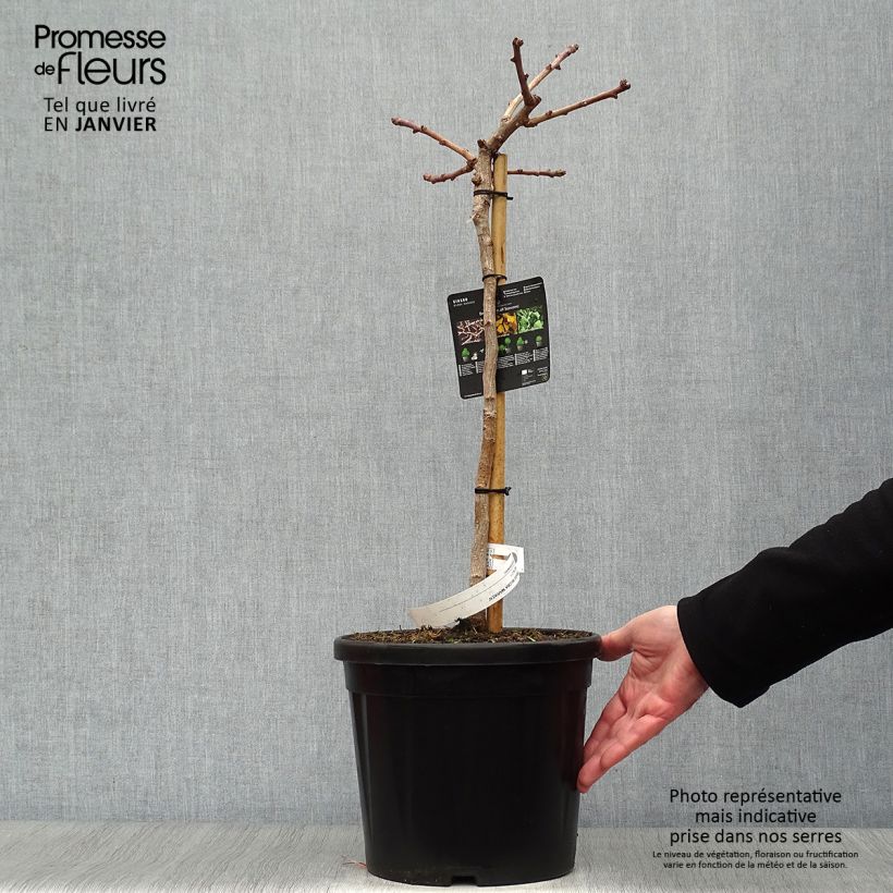 Spécimen de Ginkgo biloba Mariken - Arbre aux quarante écus nain Pot de 7,5L/10L, Tige, Tige de 40 cm tel que livré en hiver