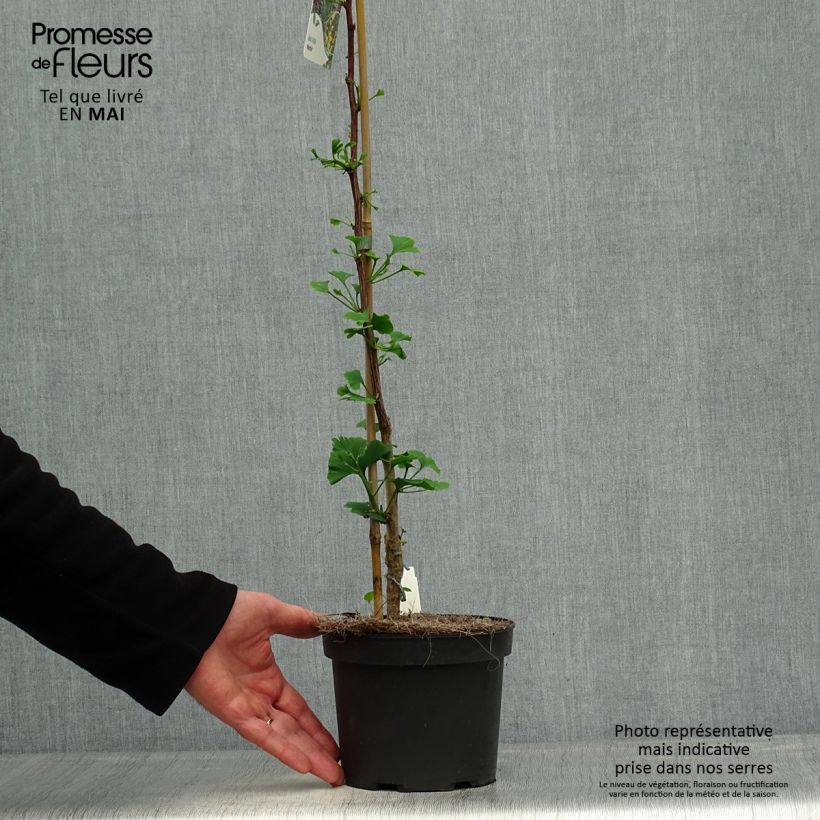 Spécimen de Ginkgo biloba Menhir - Arbre aux quarante écus  Pot de 2L/3L tel que livré au printemps