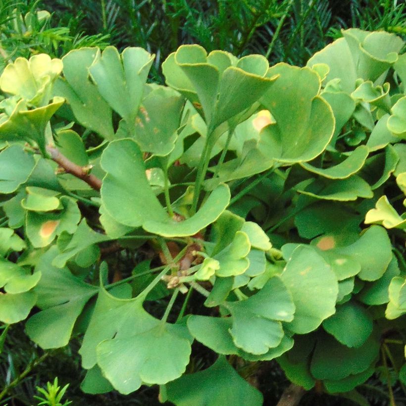 Ginkgo biloba Troll - Arbre aux quarante écus nain (Foliage)