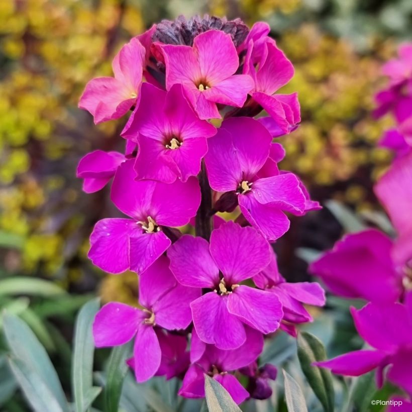 Giroflée vivace - Erysimum Colour Vibe Purple (Floraison)