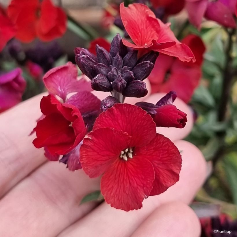 Giroflée vivace - Erysimum Colour Vibe Red (Floraison)