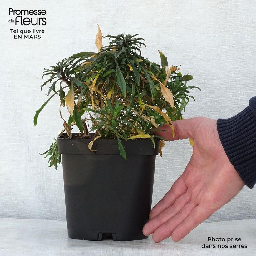 Example of Giroflée - Erysimum Constant Cheer Pot de 2L/3L as you get in printemps