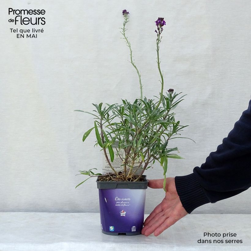 Example of Giroflée arbustive - Erysimum Bowles Mauve Pot de 2L/3L as you get in printemps