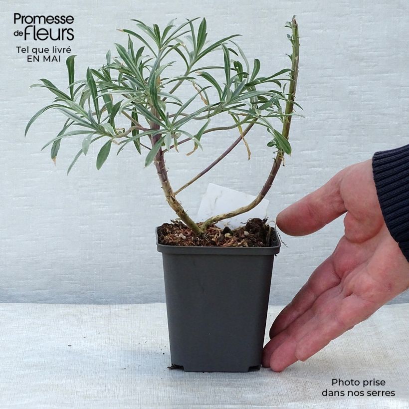 Example of Giroflée arbustive - Erysimum Bowles Mauve Godet de 8/9 cm, PERSISTANT as you get in printemps