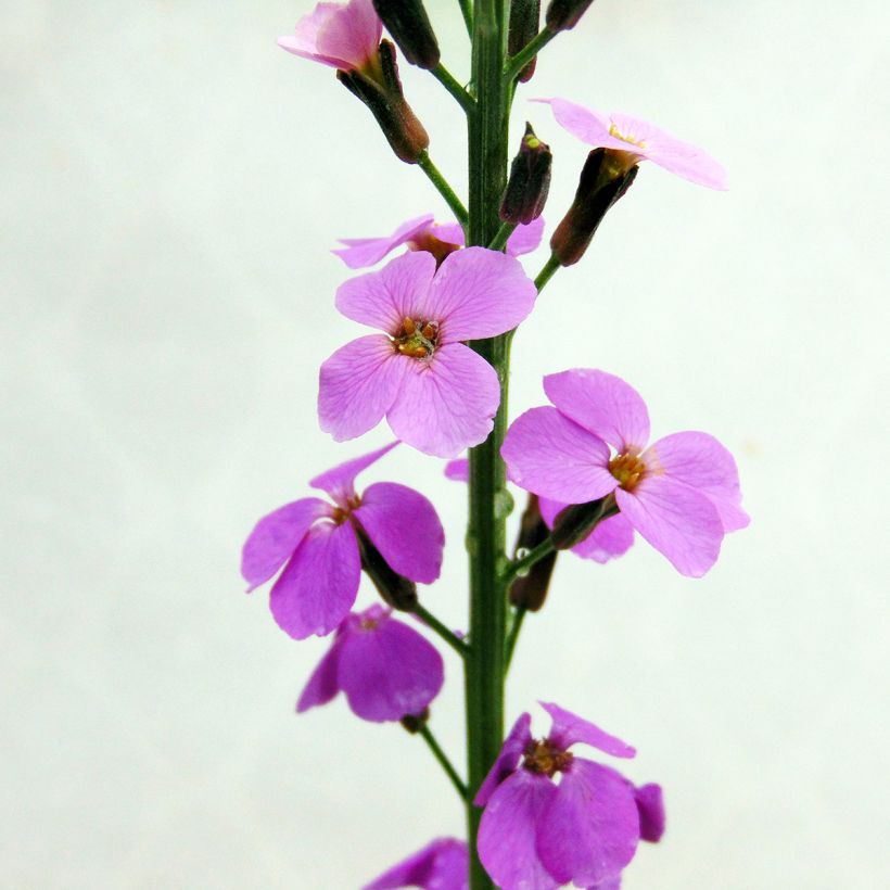 Giroflée arbustive - Erysimum Bowles Mauve (Flowering)