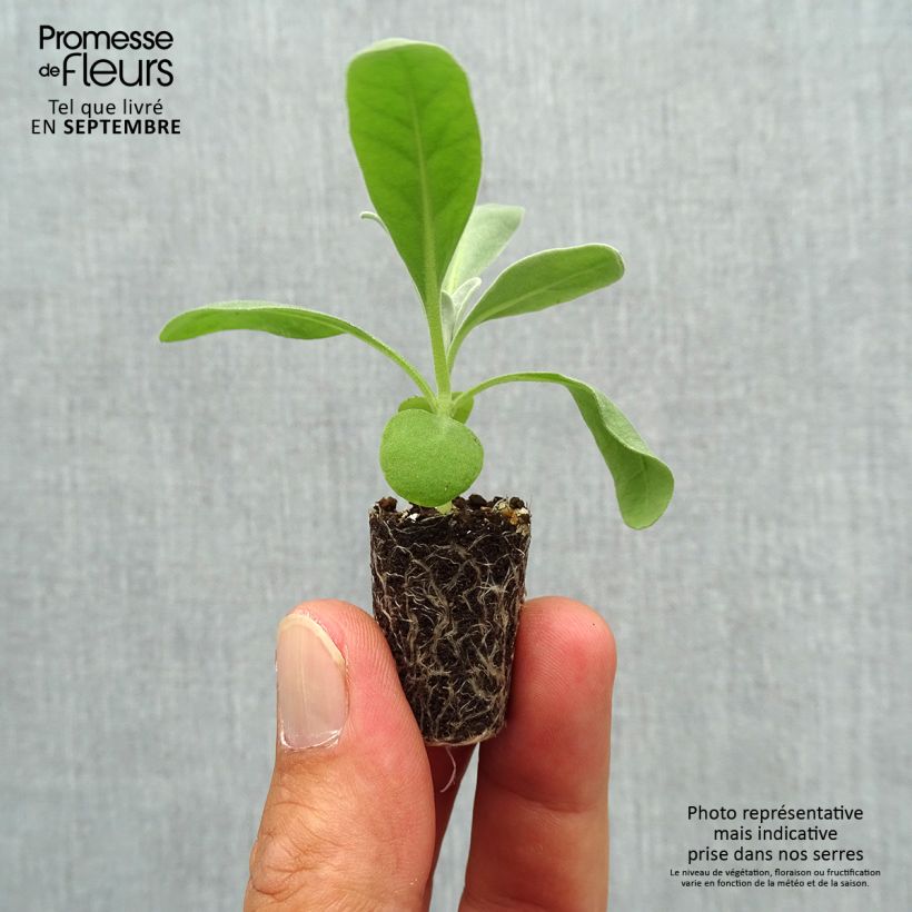 Spécimen de Giroflée quarantaine Heritage White - Matthiola incana Mini-motte Ø 1,5/2,5 cm, Plant vert de 3 à 5 cm de haut environ tel que livré en automne