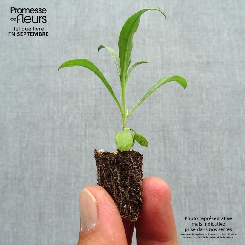 Spécimen de Giroflée ravenelle Bedder Vulcan brune Mini-motte Ø 1,5/2,5 cm, Plant vert de 3 à 5 cm de haut environ tel que livré en automne